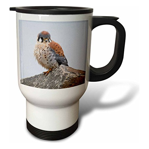 Vaso - Washington, Ridgefield Nwr, American Kestrel Bird, St