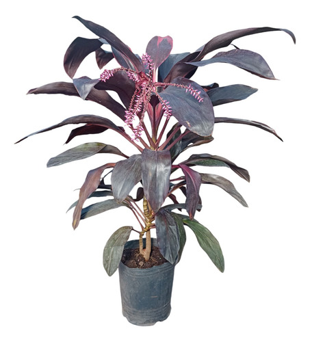 Palmera Dracena Rubra De Interiores. En Envase De 10 Litros