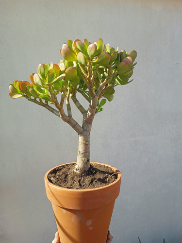 Hermoso Árbol De Jade