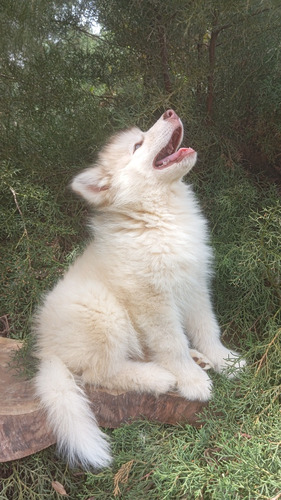 Alaskan Malamute Red Light Espectaculares Y Únicos 