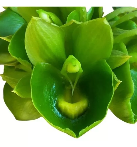 Muda Orquídea Exótica Flor Verde Catasetum Expansum 25cm