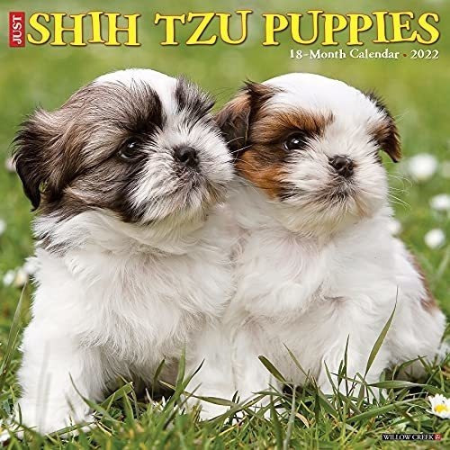 Just Shih Tzu Puppies 2022 Wall Calendar (dog Breed), De Willow Creek Press. Editorial Willow Creek Press Calendars En Inglés