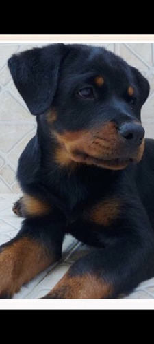 Rottweiler Com Pedigree