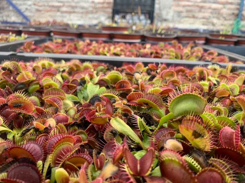 Imagen 2 de 4 de Dionaea Muscípula