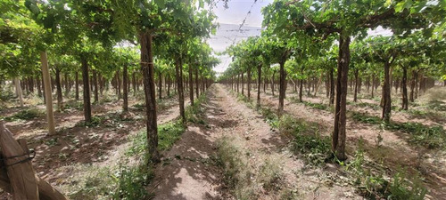 Agrícola En Venta En Vicuña