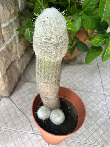 Cactus Espostoa 50 Cm - Planta Única Poronga