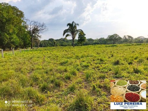 Imagem 5 de 6 de Fazenda À Venda Em Pacajá - Pa - De 365 Alqueirões (dupla Aptidão) - 1671