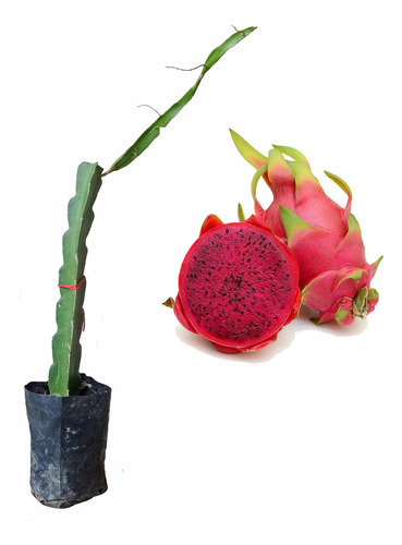 Esqueje De Pitahaya Pulpa Roja Enraizado 1 Pza