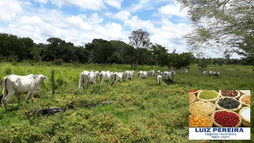 Imagem 1 de 15 de Fazenda À Venda No Vale Do Araguaia - T0 - 36 Alqueirões (dupla Aptidão) - 1675