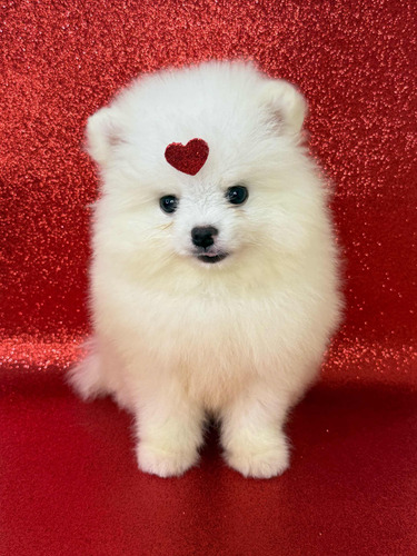 Spitz Alemão Anão / Lulu Da Pomerania - Machos