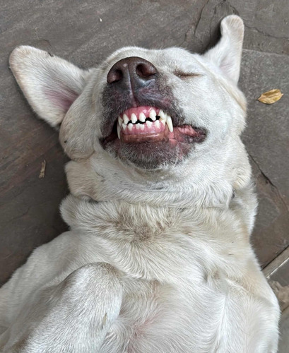 Guarderia Y Pensionado Canino (zona Norte) Espacio Verde