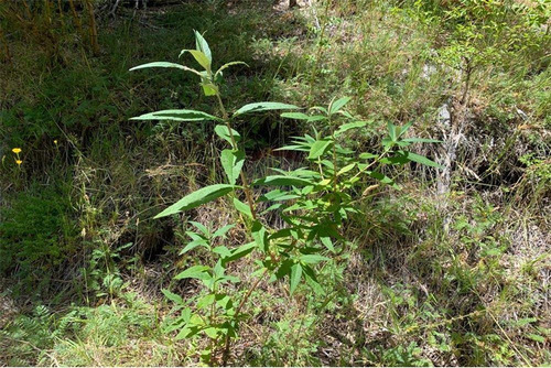 Parcelas Bosques De Palguin - Pucón