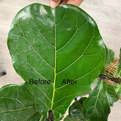 Jungle Rain Clean Leaf - Limpiador De Follaje Natural Con Ac