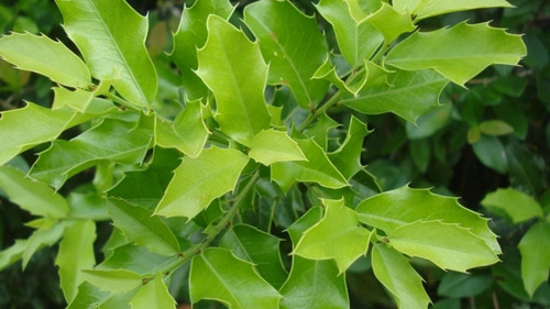 Imagem 6 de 6 de Planta Espinheira Santa 100% Verdadeira De 500 G