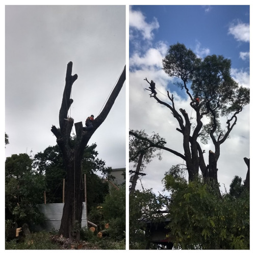Imagen 9 de 10 de Poda De Arboles Poda De Altura