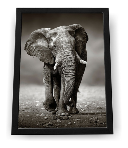 Quadro Decorativo Elefante S/moldura 60x84 Canvas