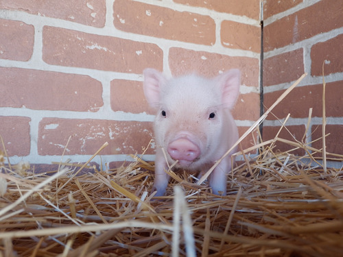 Mini Pig, Minipig, Cerdito, Mini Pigs