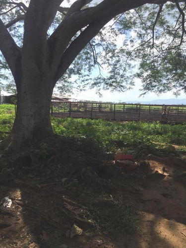 Imagen 12 de 14 de Finca En Venta Areo - Municipio Cedeño
