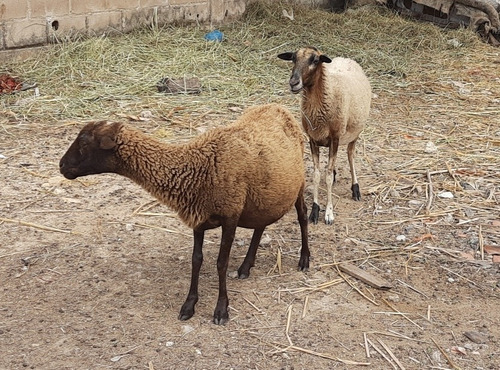 Imagen 6 de 6 de Ovejas 2 Hembras Macho 1 Año