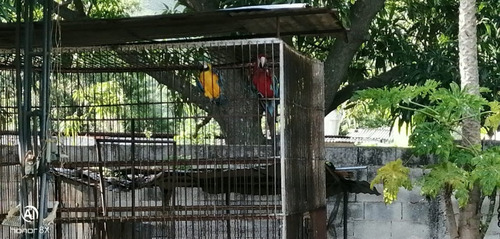 Imagen 19 de 24 de Se Vende Finca En Guayabita Turmero Estado Aragua/yessika Berrios 04249155109