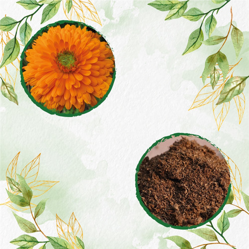 140 Semillas Flor Caléndula Naranja + Turba De Germinación