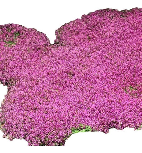 50 Sementes De Grama Roxa Aromática Tomilho Rasteiro Flor