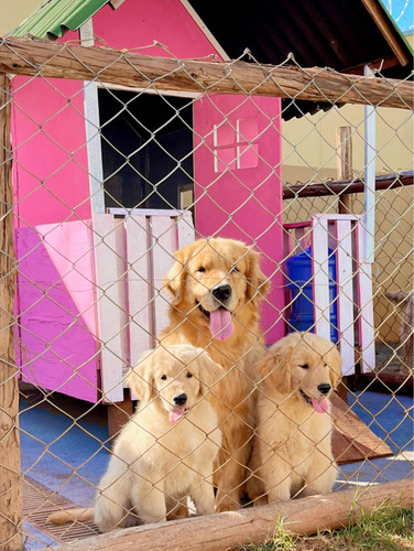 Filhote De Golden Retriever