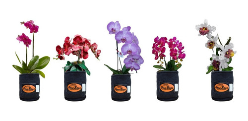 Imagen 4 de 10 de Maceta Original 3 Litros Contenedor Cultivo Base Reforzada