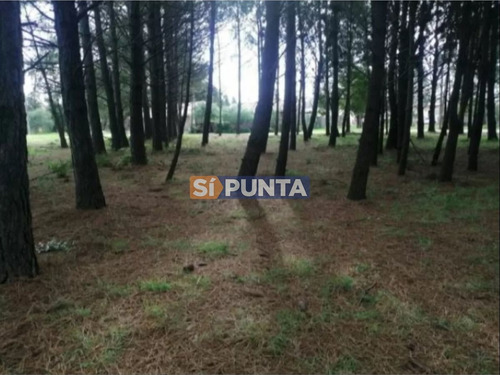 Imagen 5 de 6 de Casa En Pinares - Punta Del Este