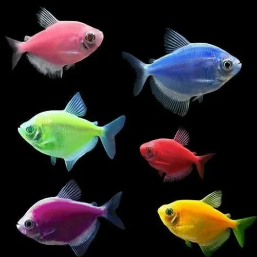 Pez Tetra Fruit - 3 Unidades