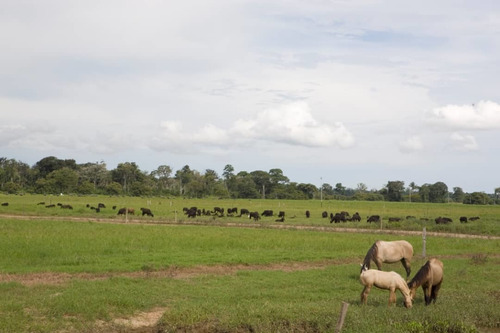 Imagen 21 de 25 de Finca Bufalina Barinas, Parroquia San Silvestre En Venta