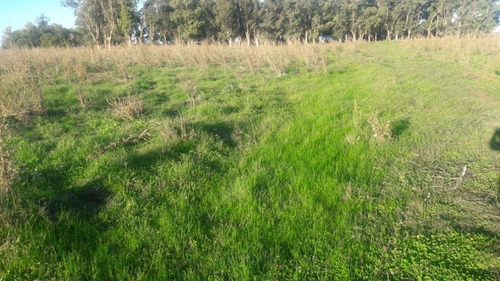 Campo En Venta En Chascomús - 183 Hectáreas Agrícola