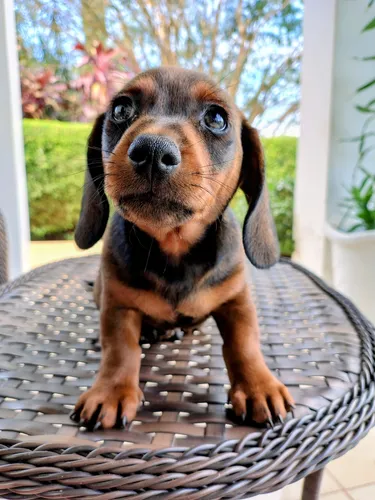 Filhote Dachshund Macho (mini)