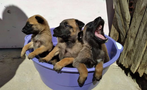 Imagem 1 de 1 de Vende-se Filhotes De Pastor Belga Malinois