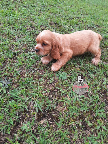 Imagen 2 de 3 de Cachorros Cocker Spaniel Mascotas Rionegro Medellin Bogotá