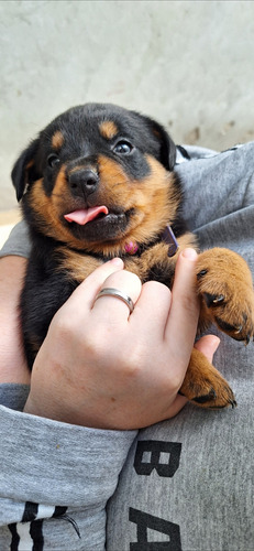 Cachorros Rottweiler 