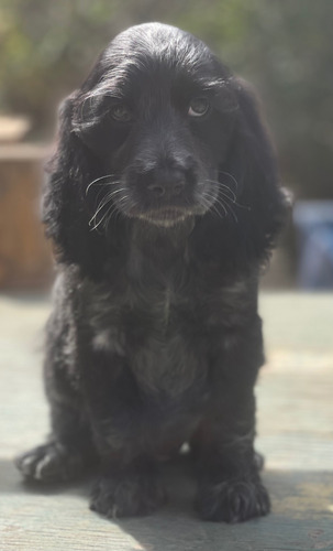 Cocker Spaniel