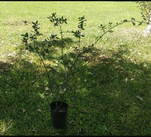 Árboles De Corcho (alcornoque).