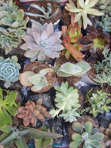 Imagen 1 de 10 de Suculentas Y Cactus 30pz. Más Costo De Envío.