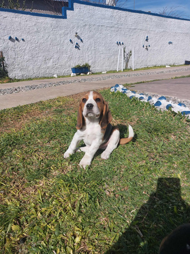 Cachorros Beagle