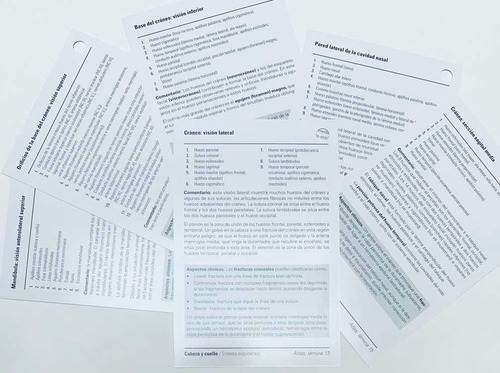 Netter Flash Card De Anatomia 5a Ed Originales Y Nuevas