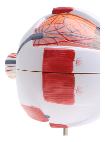 Exhibición De Modelo De Anatomía Del Ojo Humano De 15 Cm Alt
