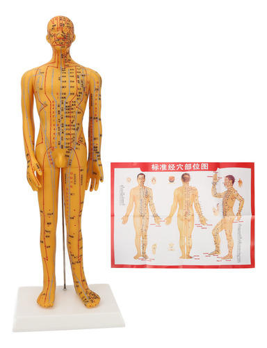 Maniquí Didáctico Modelo De Acupuntura Para Cuerpo Humano De