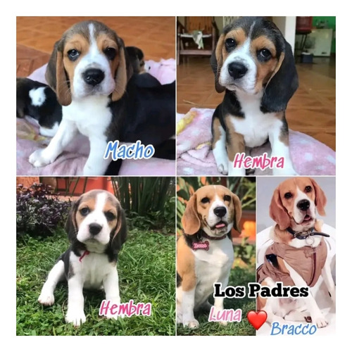 Cachorro Beagles Hembra Y Macho