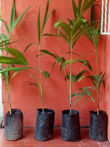 Plantas De Chaguaramo Enano.