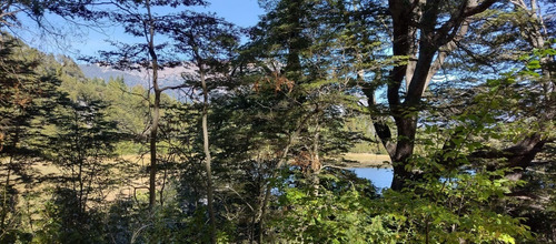 Imagen 12 de 14 de Venta En Bariloche Lote Sobre Costa Laguna Ezquerra Sector Lago Morenito Con Increíble Vista A Cerro López