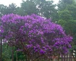 Quaresmeira Roxa 2500 Sementes P Mudas Tibouchina Flores