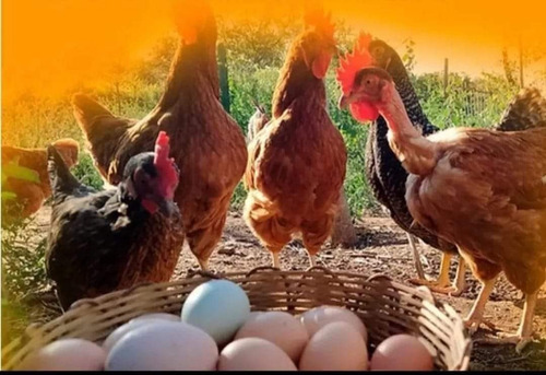 Ovos Mistos, Poedeira, Pescoço Pelado E Caipira Gaucha