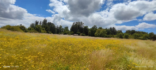 Campo - 55 Hectáreas Cuinco - La Unión Provincia De Ranco  