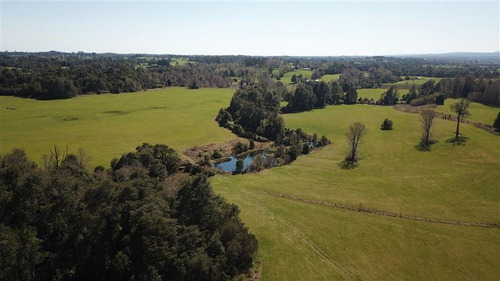 Imagen 7 de 16 de Agrícola En Venta En Río Bueno